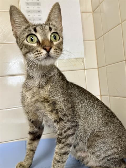 Acara - Domestic Short Hair