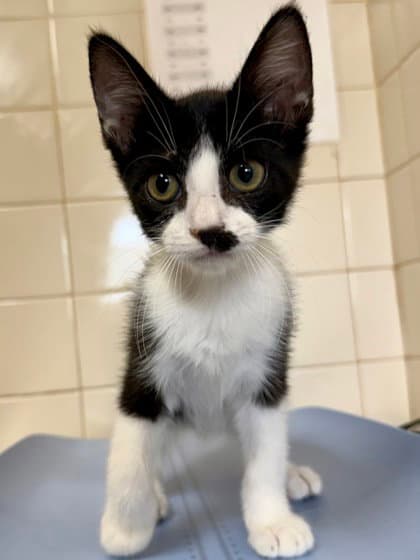 Chia - Domestic Short Hair