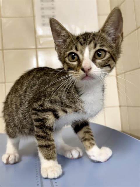 Neo - Domestic Short Hair