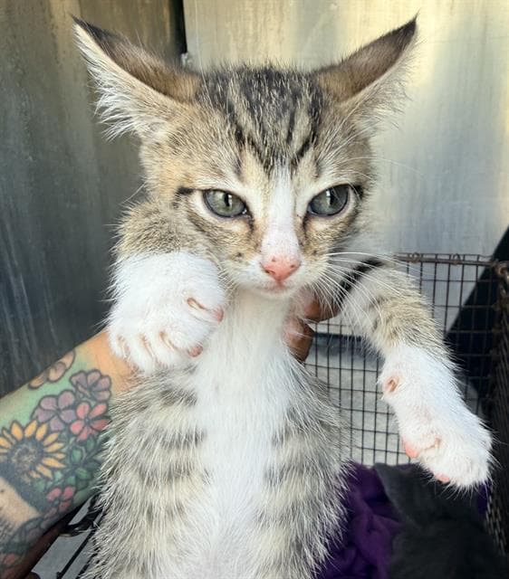 Jill - Domestic Short Hair