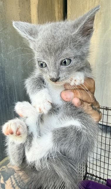Jack - Domestic Short Hair