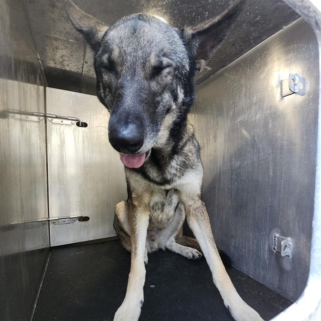 Apollo - German Shepherd Dog