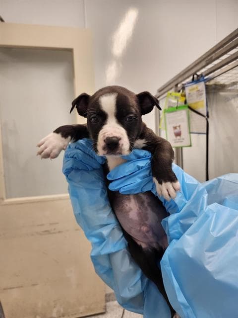 Finn - American Staffordshire Terrier