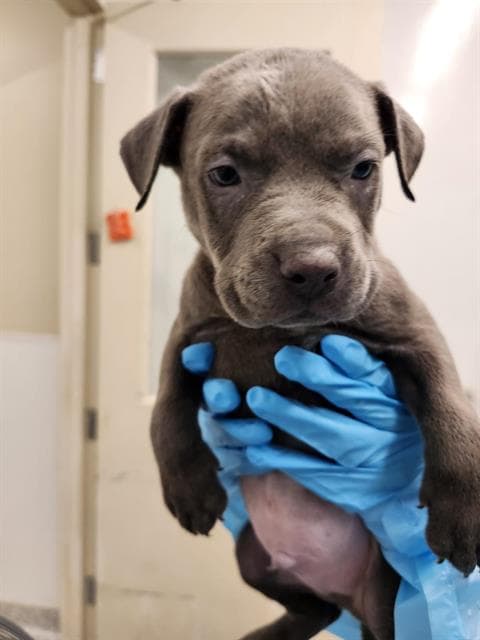 Bear - American Staffordshire Terrier