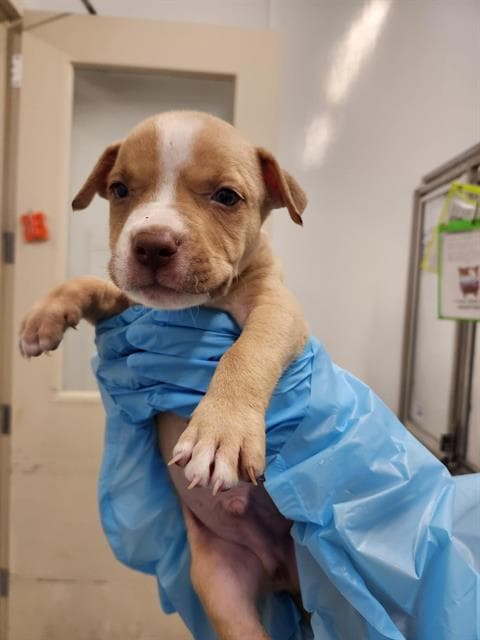 Milo - American Staffordshire Terrier