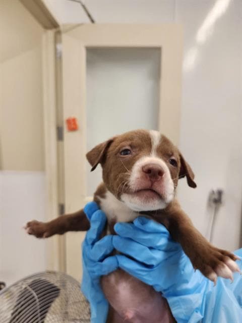 Daisy - American Staffordshire Terrier