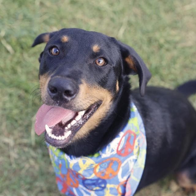 Samson - Rottweiler