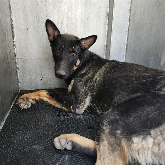 Rapid - German Shepherd Dog
