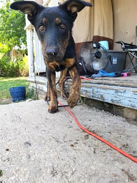 Arlo - German Shepherd Dog
