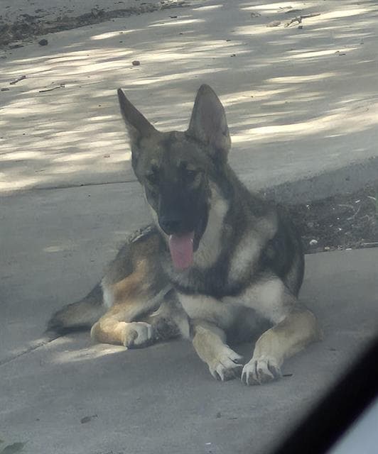 Valkyrie - German Shepherd Dog