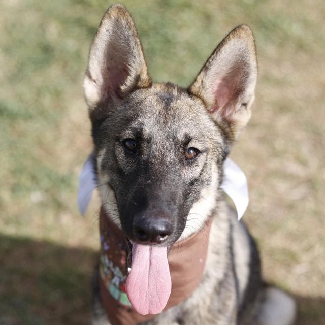 Valkyrie - German Shepherd Dog
