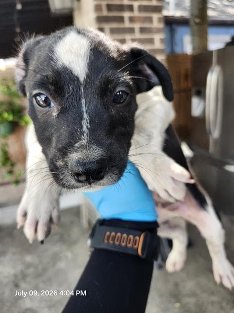 Chico - Terrier