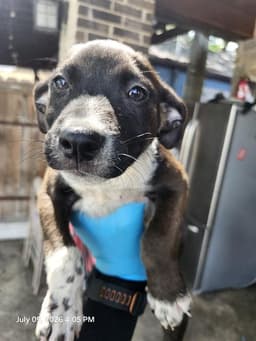 Charlie image 1