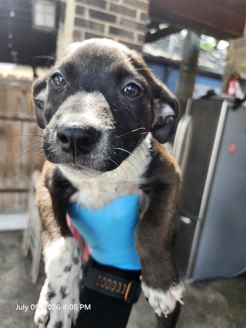 Charlie - Terrier