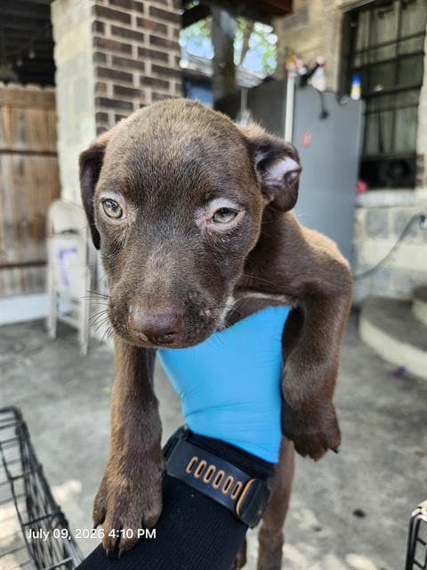 Chiquis - Terrier