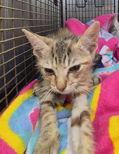 Chai - Domestic Short Hair