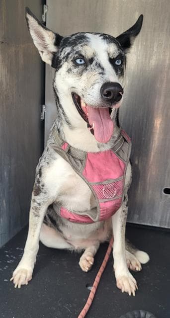 Freckles - Catahoula Leopard Dog