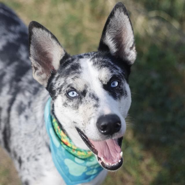 Freckles - Catahoula Leopard Dog