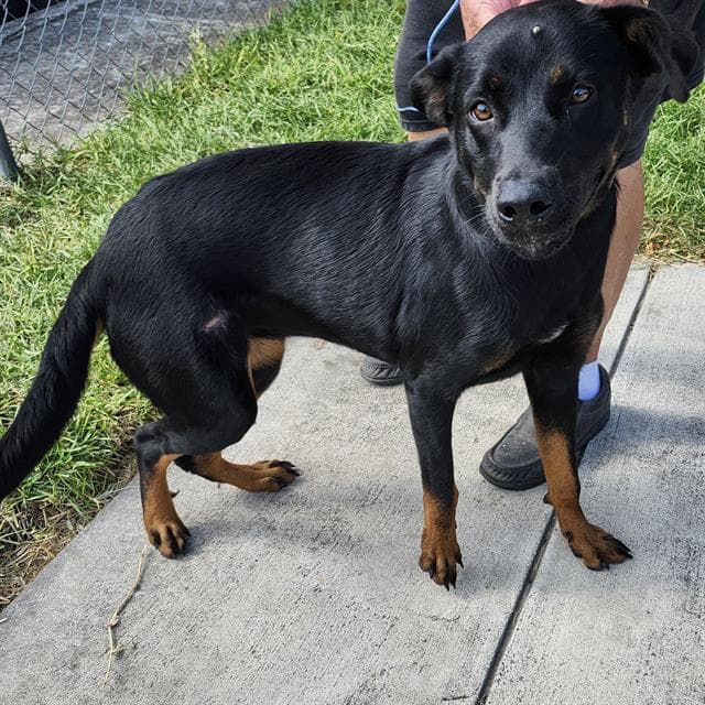 Evie - Rottweiler