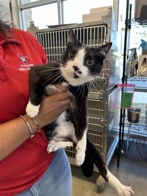 Donner - Domestic Short Hair