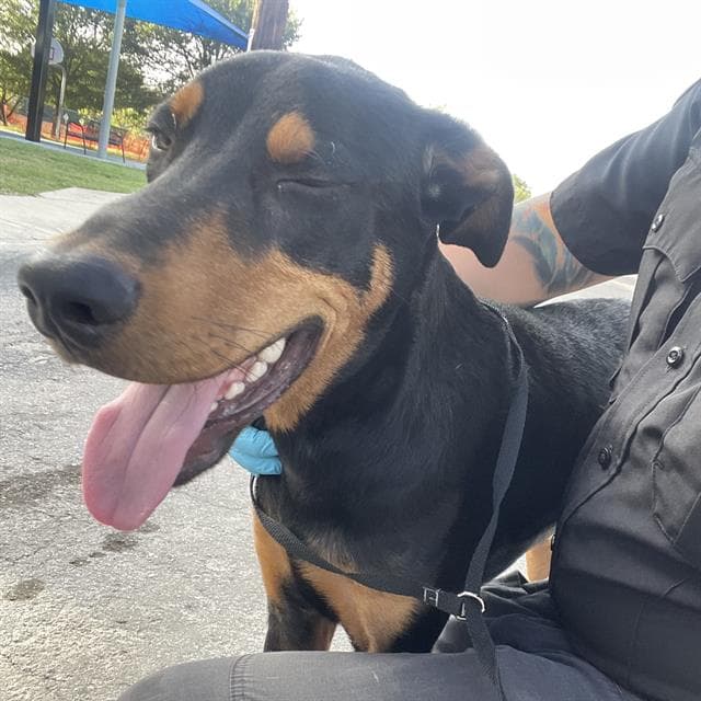 Luke - Doberman Pinscher