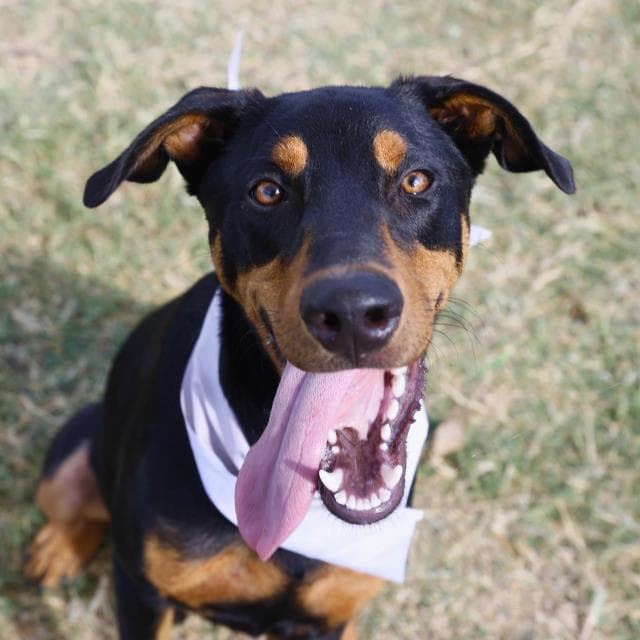 Luke - Doberman Pinscher