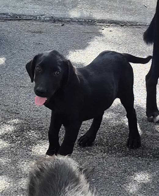 Flora - Labrador Retriever