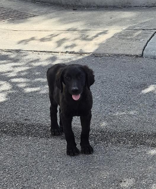 Techna - Labrador Retriever
