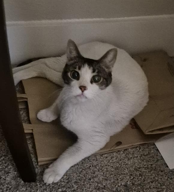 Cosmo - Domestic Short Hair