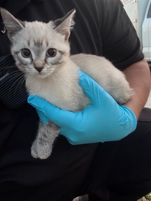 Simone - Domestic Short Hair