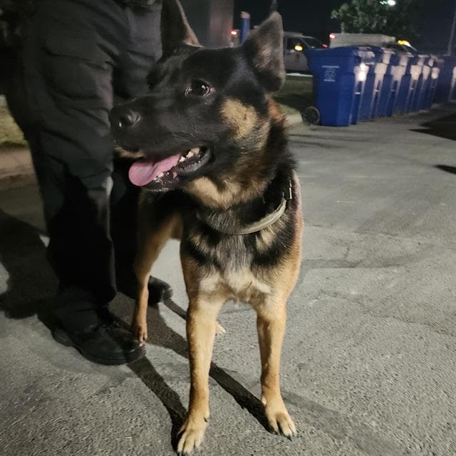 Unknown - German Shepherd Dog