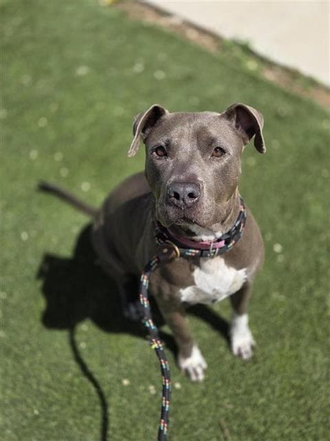 Princess - American Staffordshire Terrier