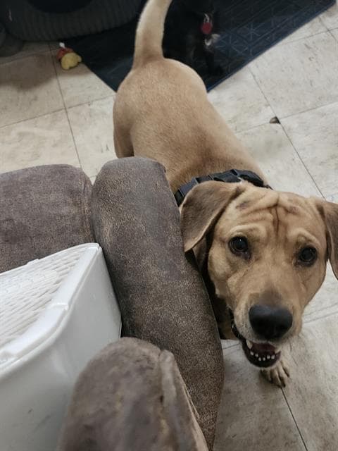 Wero - Labrador Retriever