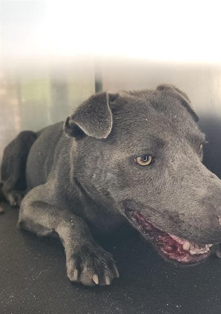 Julie - Chinese Shar-Pei