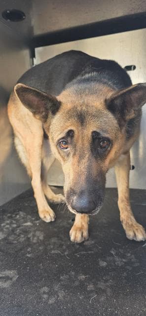 Penny - German Shepherd Dog