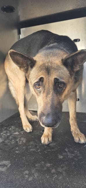 Penny - German Shepherd Dog