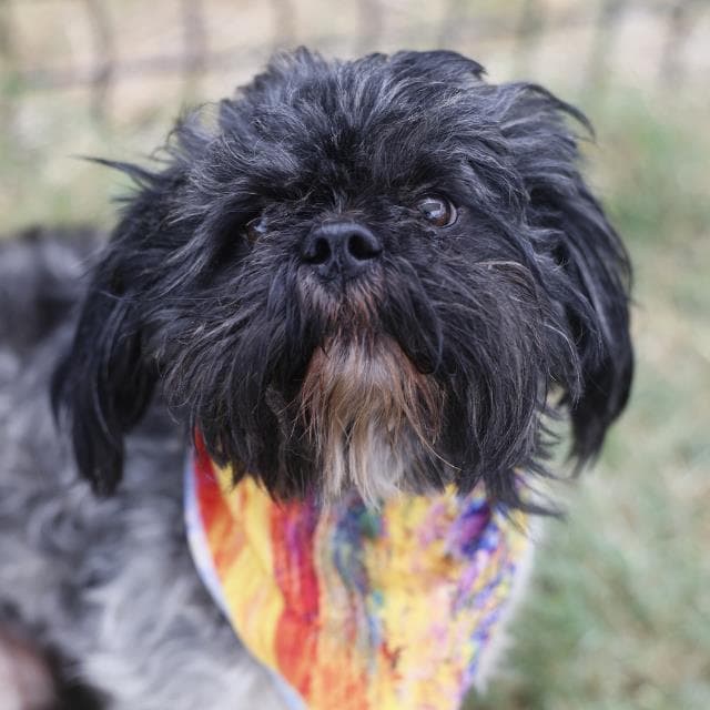 Sunshine - Shih Tzu