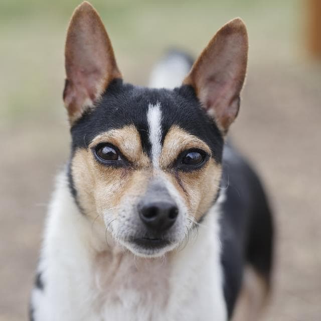 Chuck - Terrier