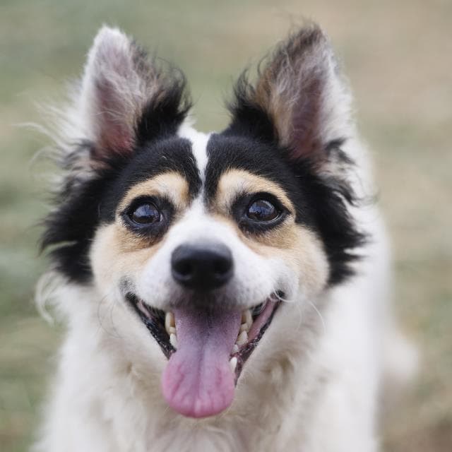 Larry - Terrier