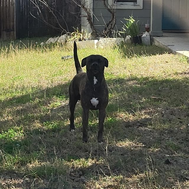 Kane - American Staffordshire Terrier