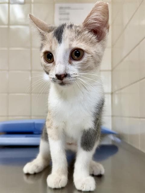 Flora - Domestic Short Hair