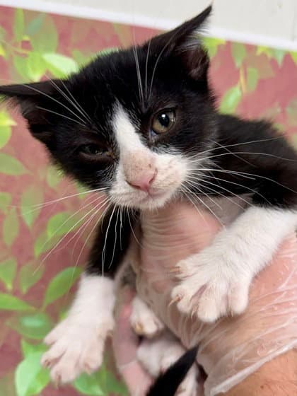 Coppertone - Domestic Short Hair