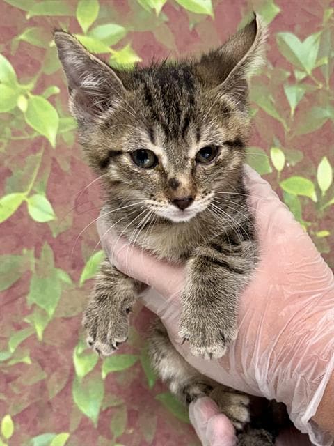 Hawaiian Tropic - Domestic Short Hair