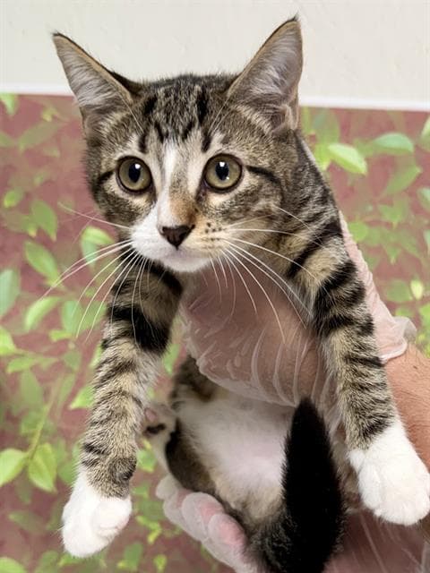 Mj - Domestic Short Hair