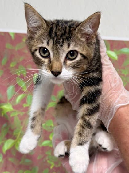 Ned - Domestic Short Hair