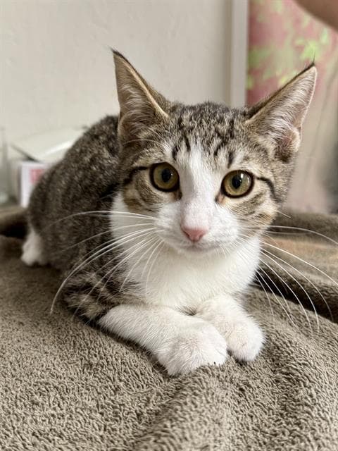 Groot - Domestic Short Hair