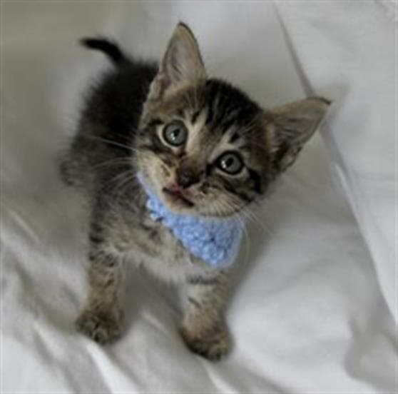 Lark - Domestic Short Hair