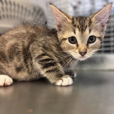 Melody - Domestic Short Hair