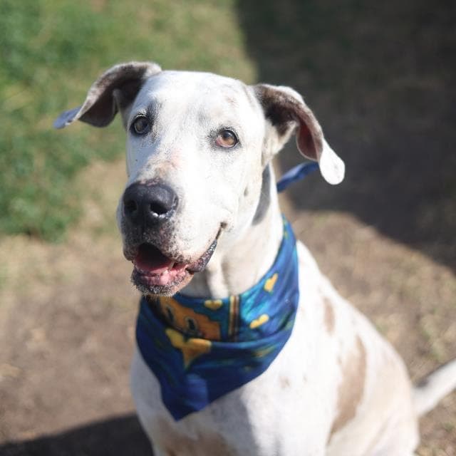 April - Great Dane