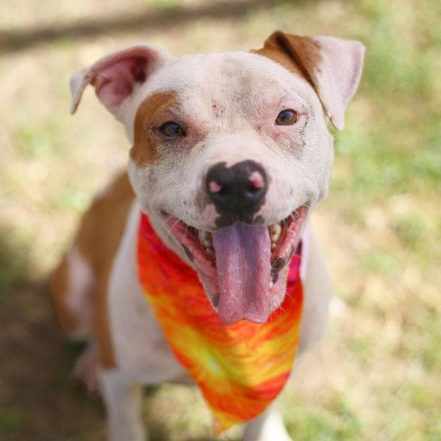 Pooh Bear - American Staffordshire Terrier